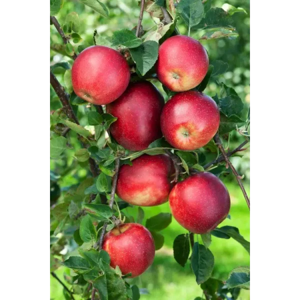 Malus d. 'Summerred'