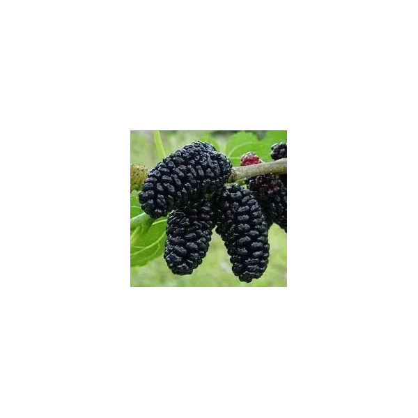Morus nigra
