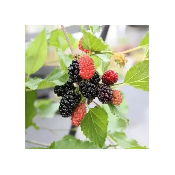 Morus sp. 'Mojo Berry'®