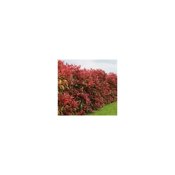 Photinia fraseri 'Red Robin'