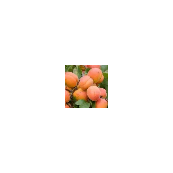 Prunus d. 'Hanita'