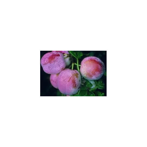 Prunus d. 'Avalon'
