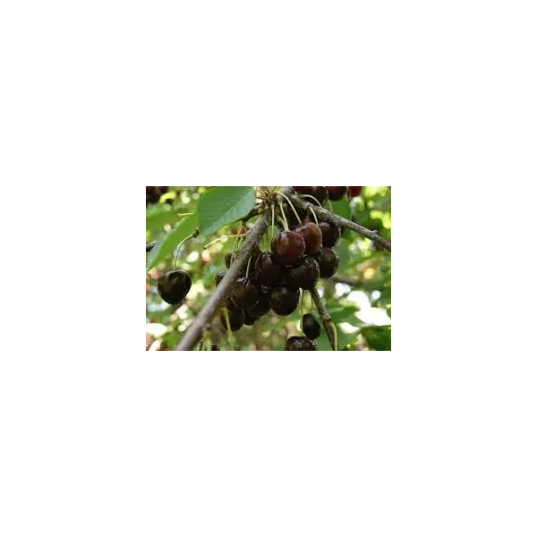 Prunus a. 'Bigarreau Burlat'