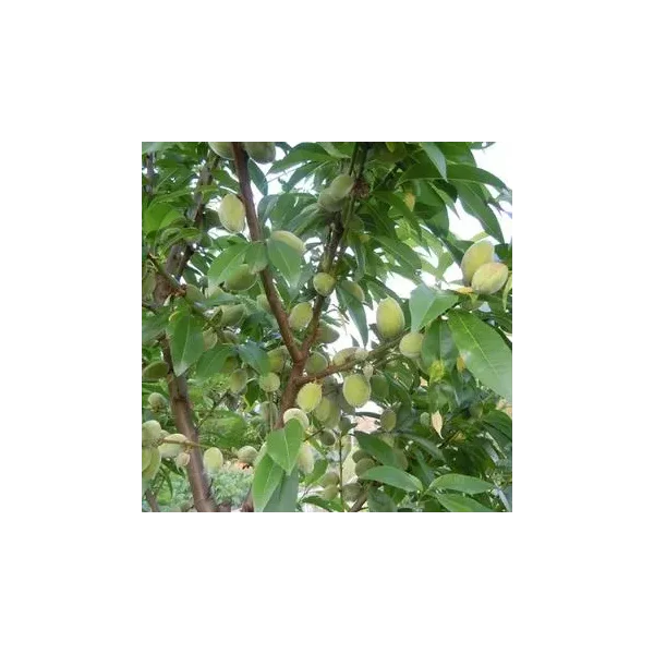 Prunus d. 'Robijn'