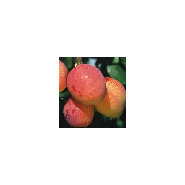 Prunus d. 'Excalibur'
