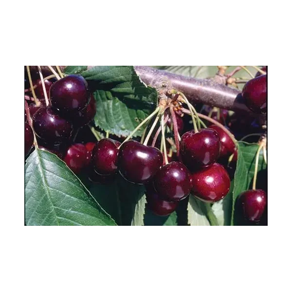 Prunus a. 'Hartland'