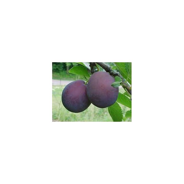 Prunus d. 'Monsieur Hâtif'