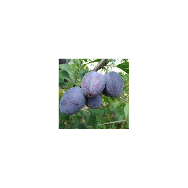 Prunus 'Hauszwetsche'