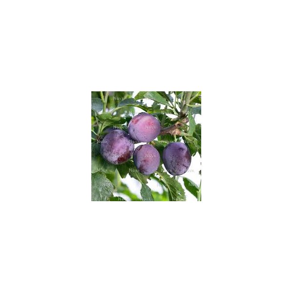 Prunus d. 'Washington'