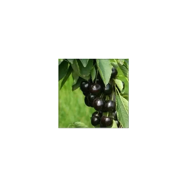 Prunus a. 'Karina'