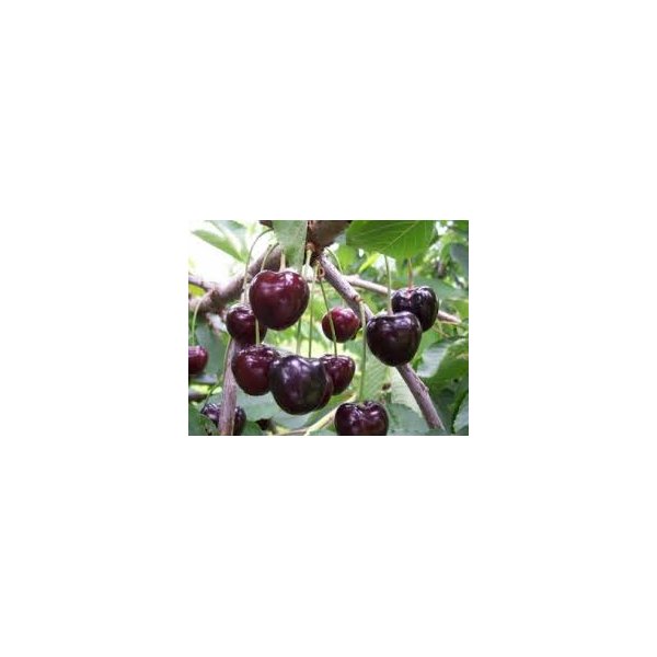 Prunus a. 'Kordia'