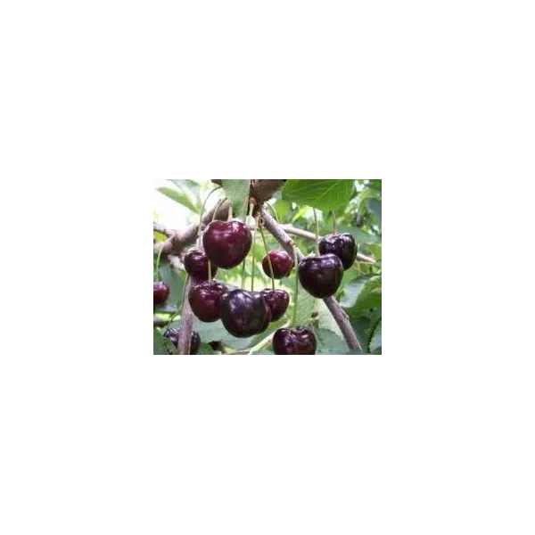 Prunus a. 'Kordia'