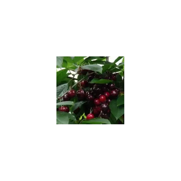 Prunus a. 'Merchant'