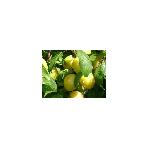 Prunus d. 'Mirabelle de Nancy'