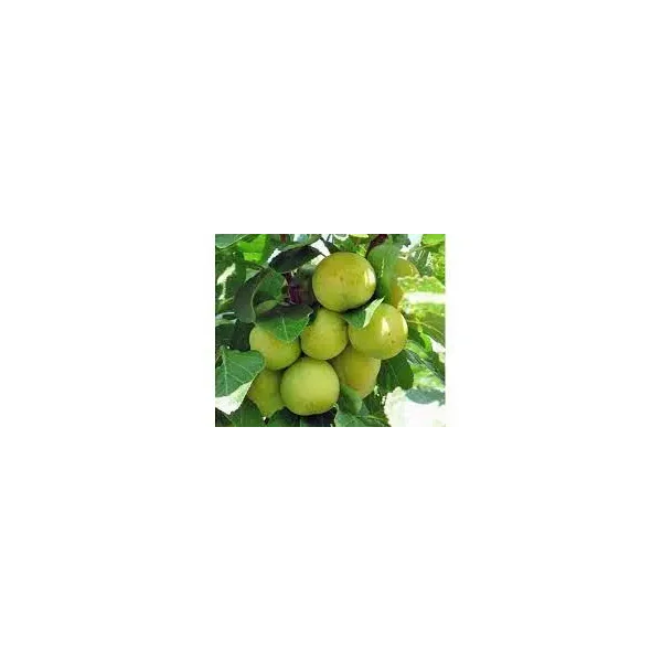 Prunus d. 'Ontario'