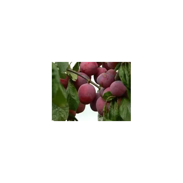 Prunus d. 'Opal'