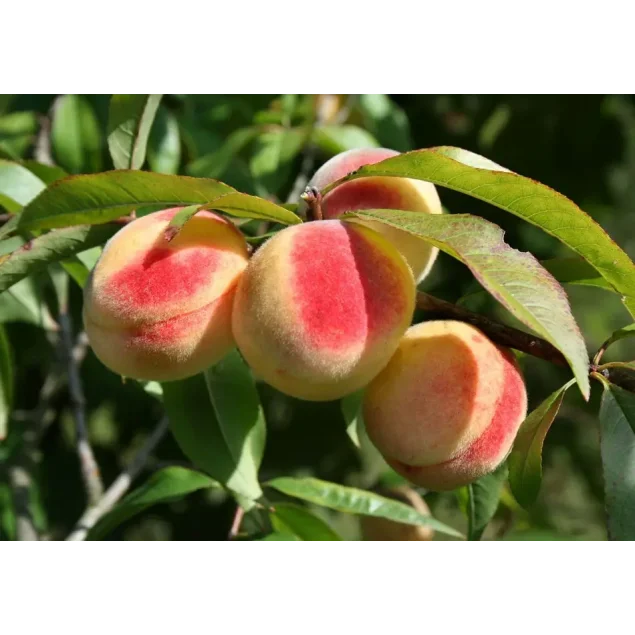 Prunus p. 'Benedicte'