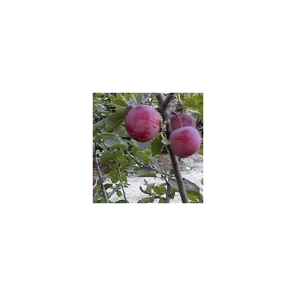 Prunus d. 'Reine Claude d'Althan'