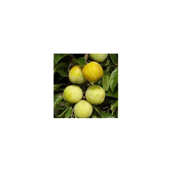 Prunus d. 'Reine Claude d'Oullins'