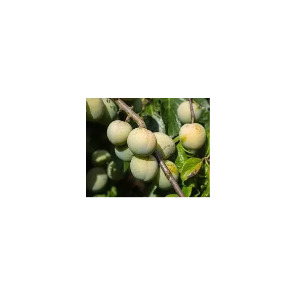 Prunus d. 'Reine Claude Verte'