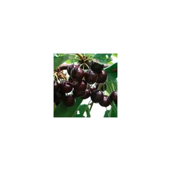 Prunus a. 'Regina'