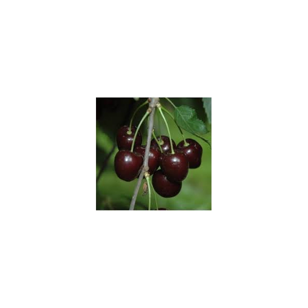 Prunus a. 'Stella'
