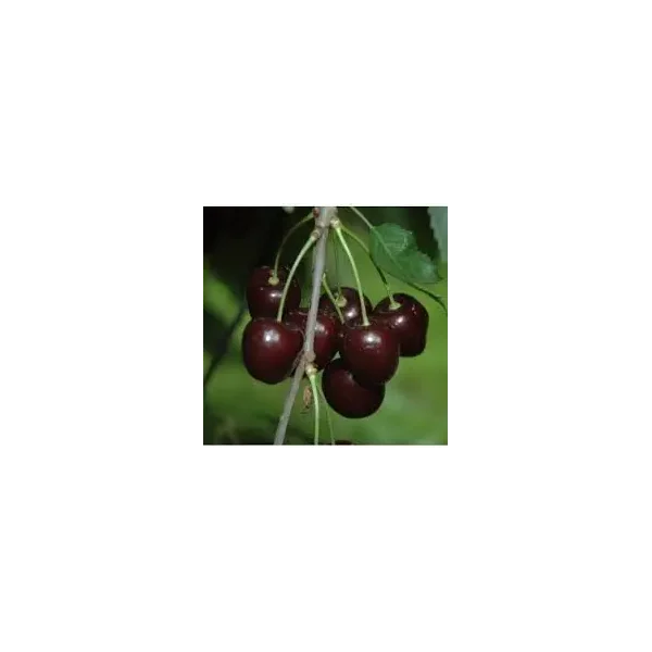 Prunus a. 'Stella'