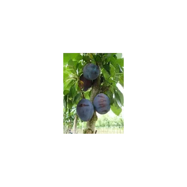 Prunus d. 'Valor'