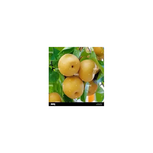 Pyrus pyrifolia 'Shinseiki'