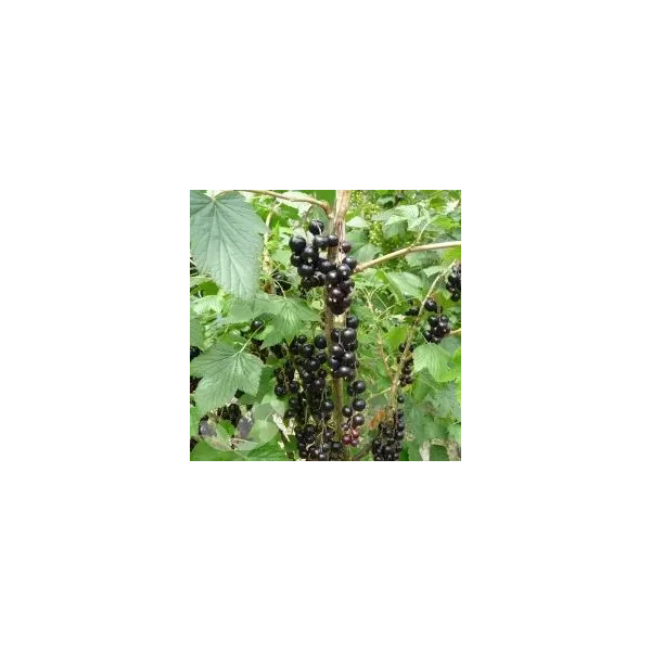 Ribes nig. 'Ben Lomond'
