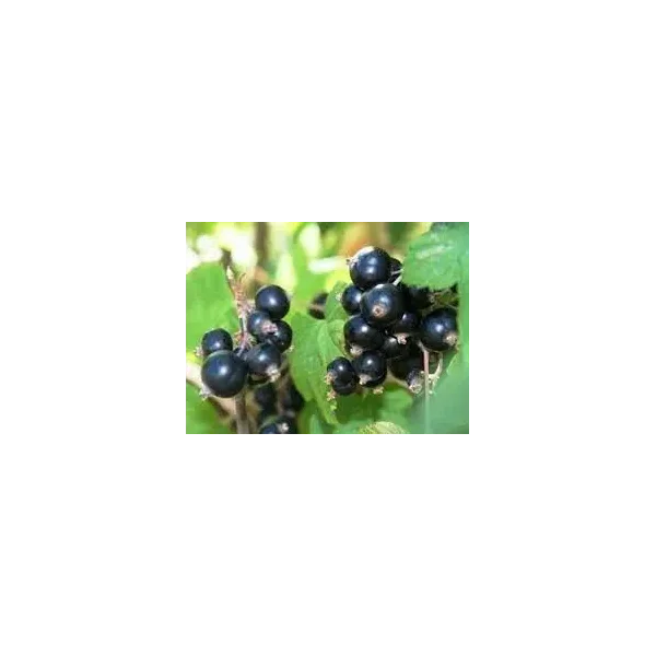 Ribes nig. 'Bona'