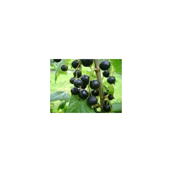 Ribes nig. 'Tenah'
