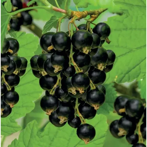 Ribes nig. 'Titania'