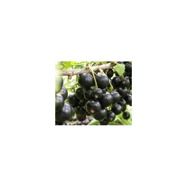 Ribes nig. 'Triton'
