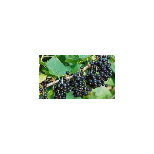 Ribes nig. 'Tsema'