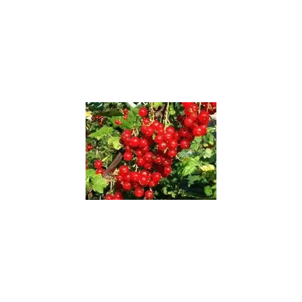 Ribes r. 'Augustus'