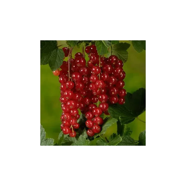 Ribes rubrum 'Detvan'