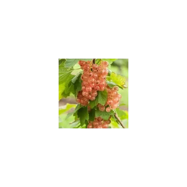 Ribes rub. 'Gloire des Sablons'