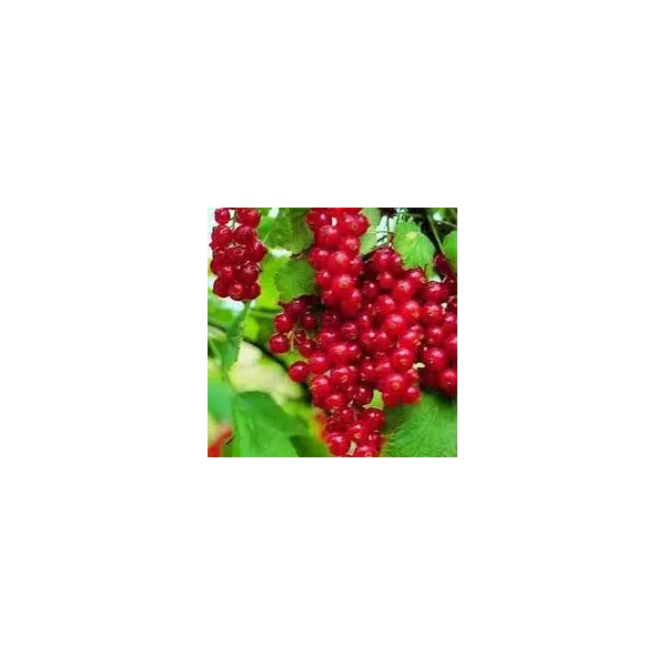 Ribes r. 'Junifer'