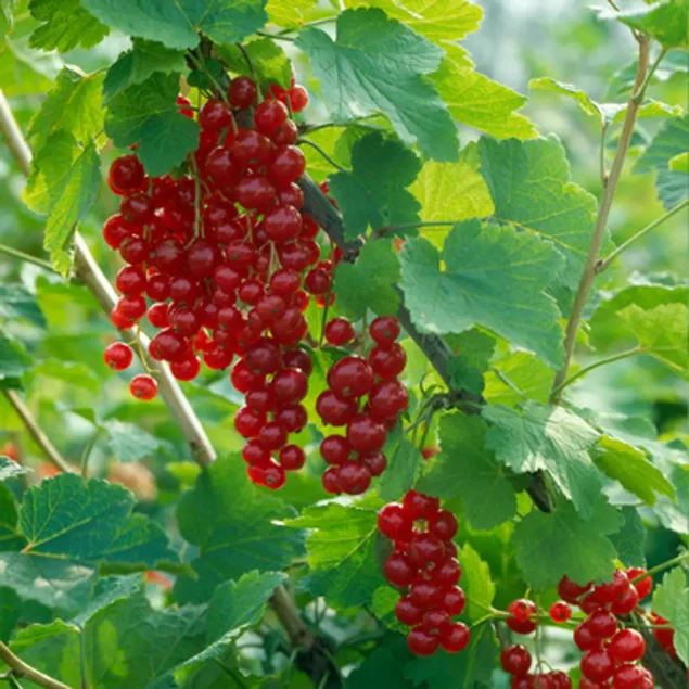 Ribes r. 'Laxton's Nr 1'