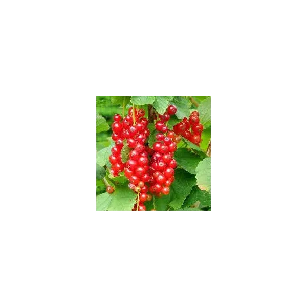 Ribes rubrum 'Marlena'®