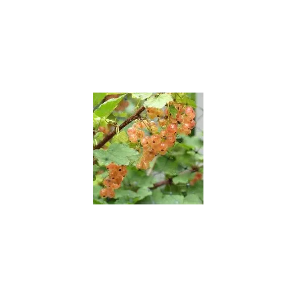 Ribes rubrum 'Pink Champagne'