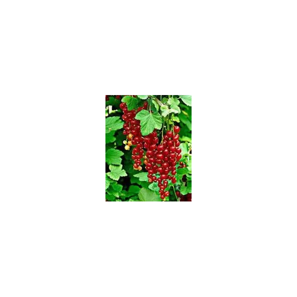 Ribes r. 'Rolan'