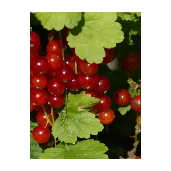 Ribes r. 'Rondom'