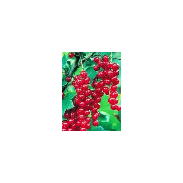 Ribes r. 'Roodneus'