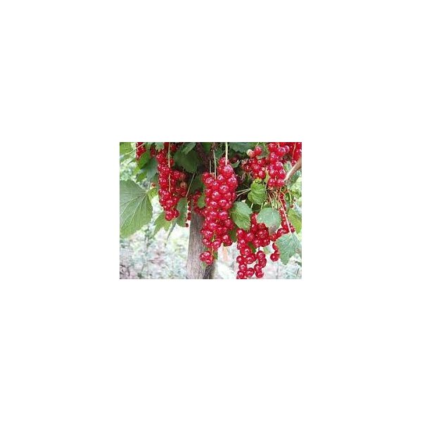 Ribes rubrum 'Tatran'