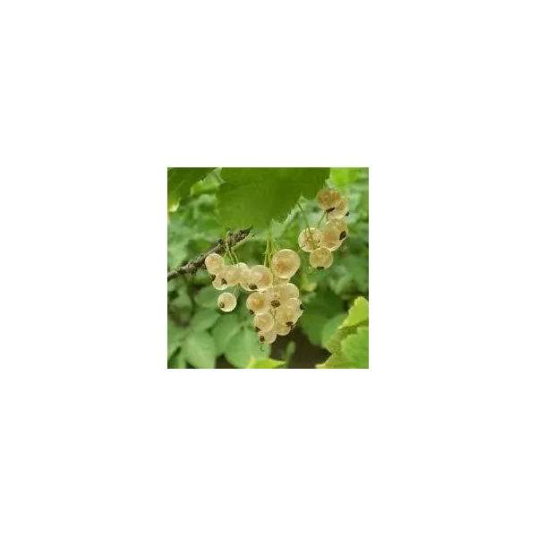 Ribes rub. 'Werdavia'