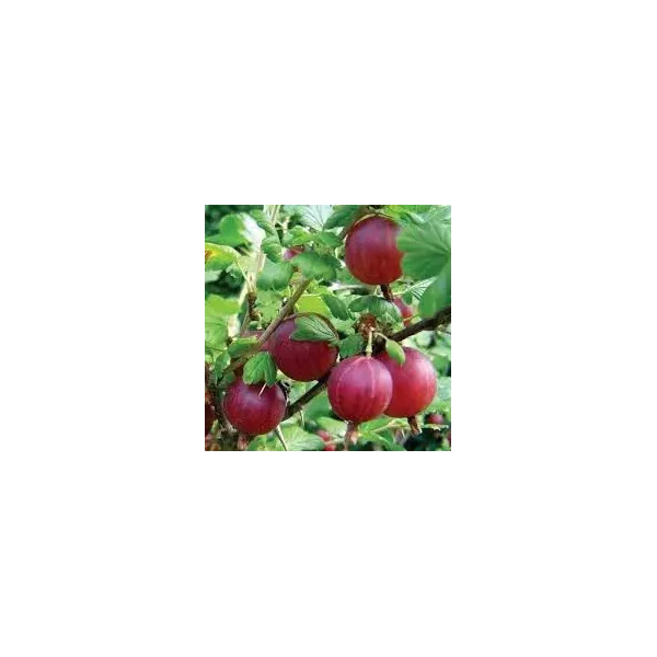 Ribes u.-c. 'Captivator'