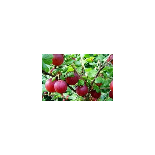 Ribes u.-c.  'Hinnomackii Rod'