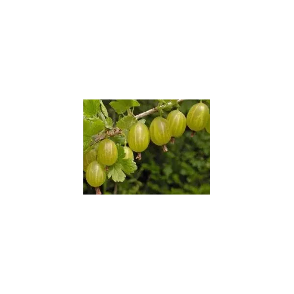Ribes u.-c. 'Invicta'